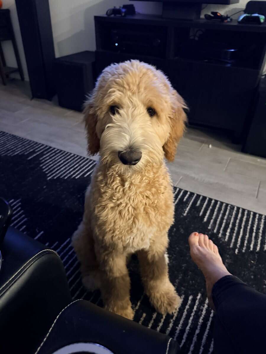 Fully Trained 6 Month Old Goldendoodle Puppy image 6