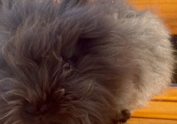 Lionhead baby bunnies and rabbits