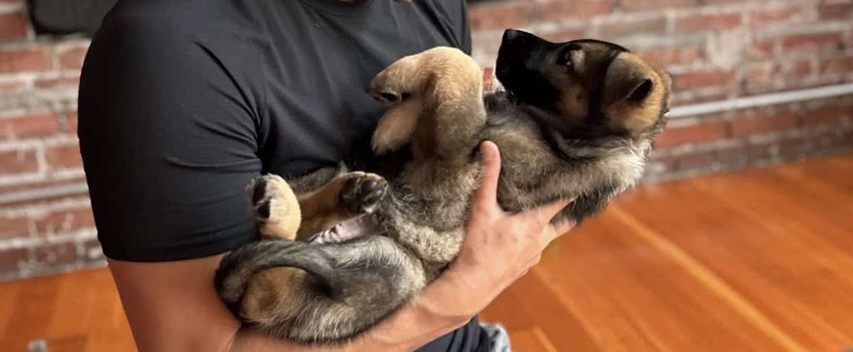 German Shepherd image 4