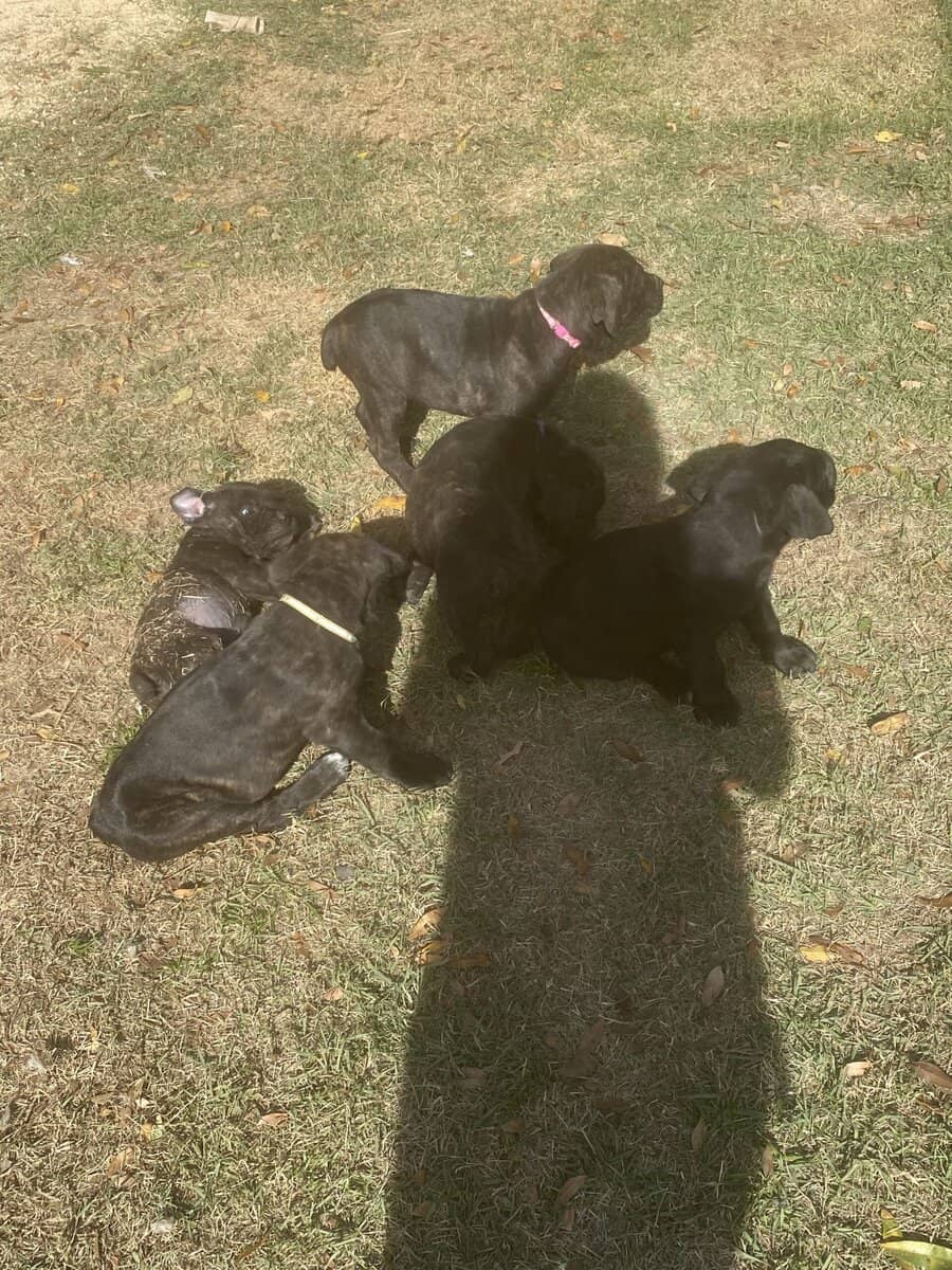 Cane Corso Puppies image 10