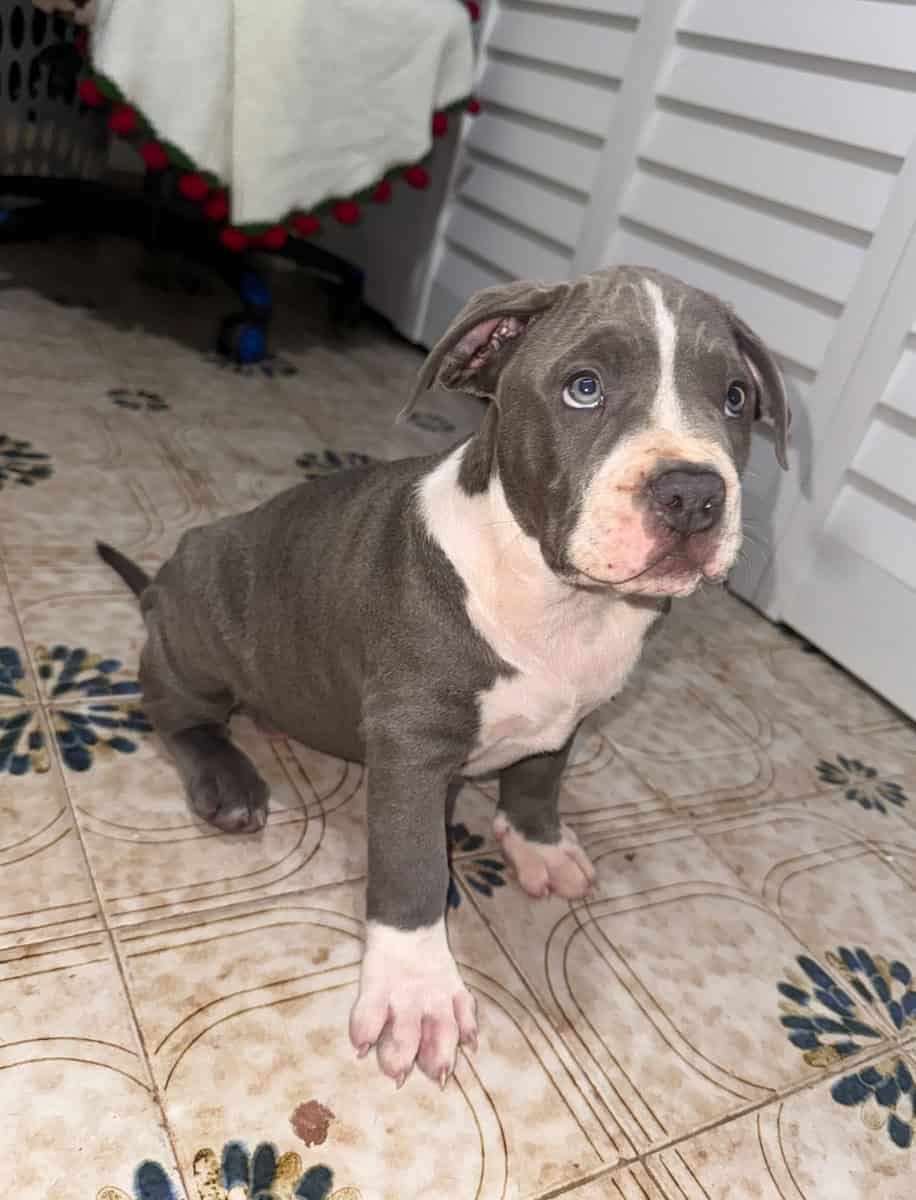 XL Bully Puppy For Sale Available in Miami image 5