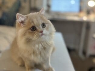 Rare light yellow Color Persian