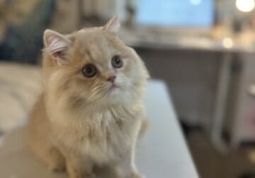 Rare light yellow Color Persian