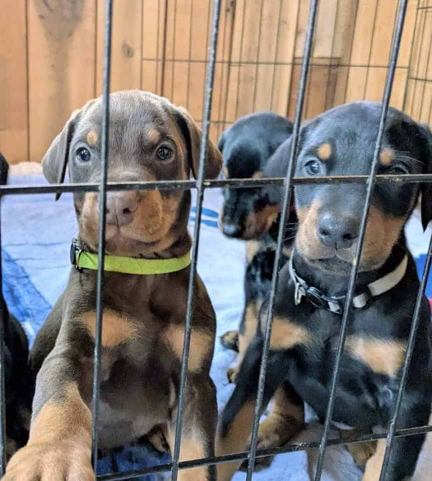 Doberman champion line image 1