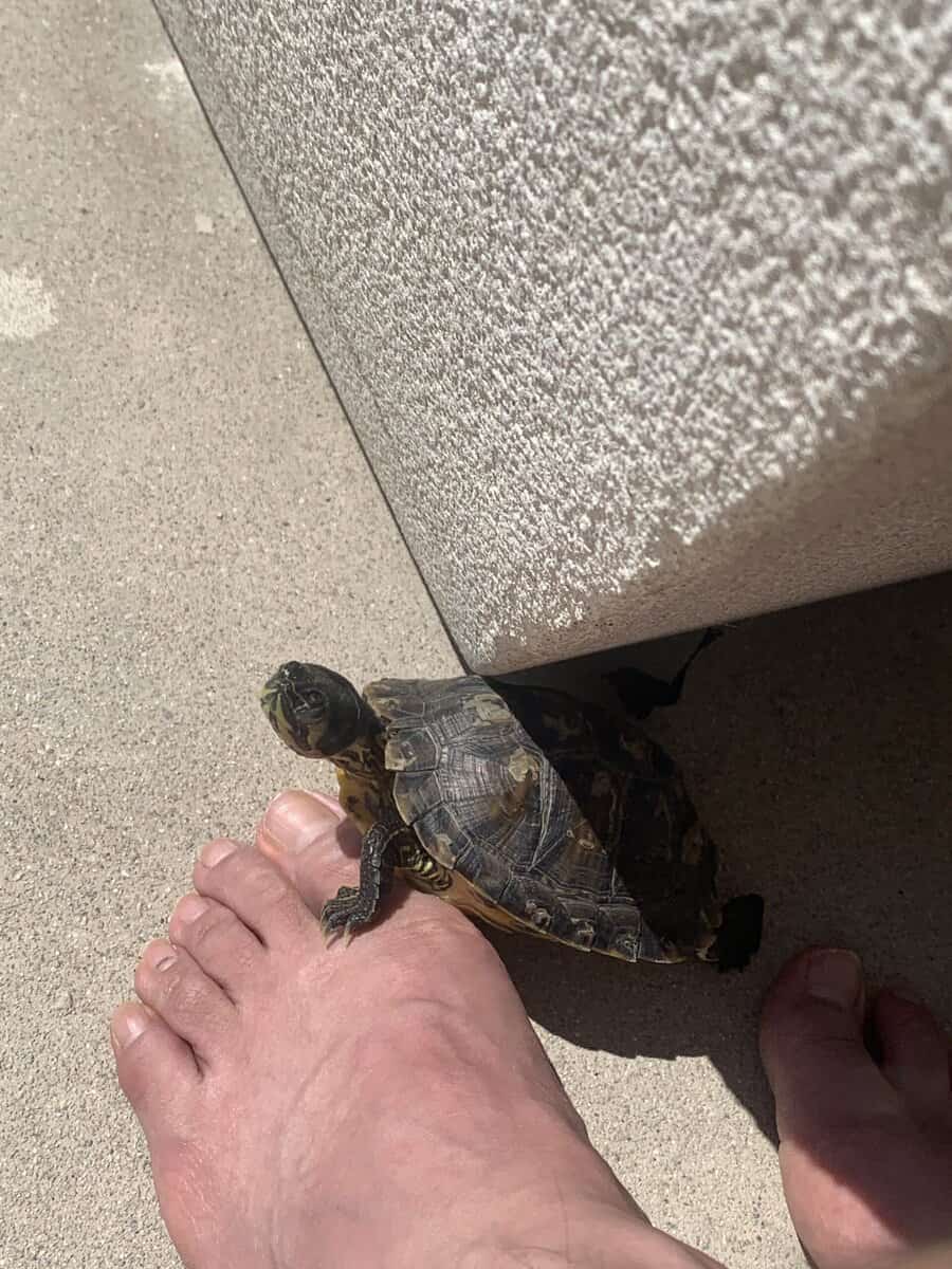 Yellow bellied turtle for sale image 3