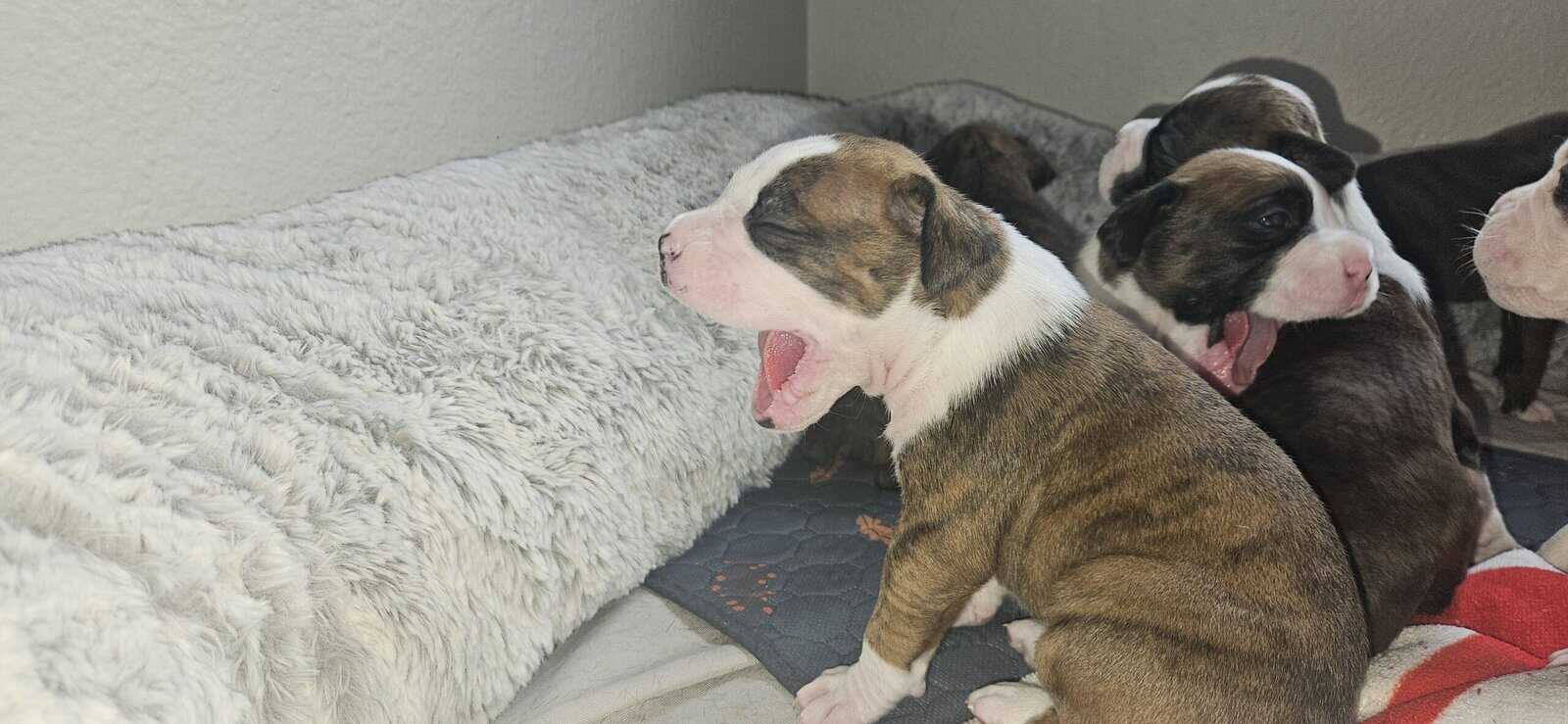 Full breed boxer puppies 8 weeks old image 2