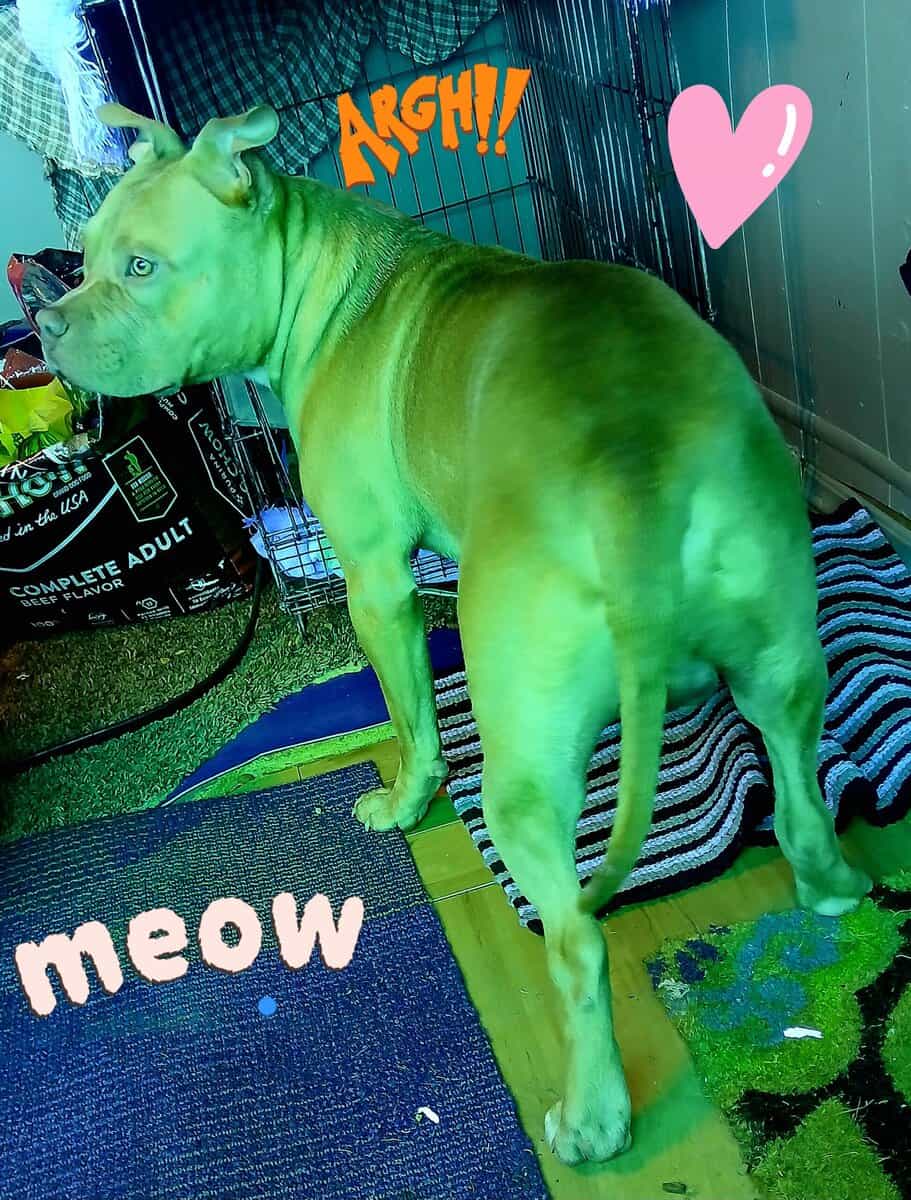 1 year old red nose pitbull male image 7