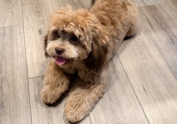 Adorable Shih-Poo Puppy Looking for a Loving Home