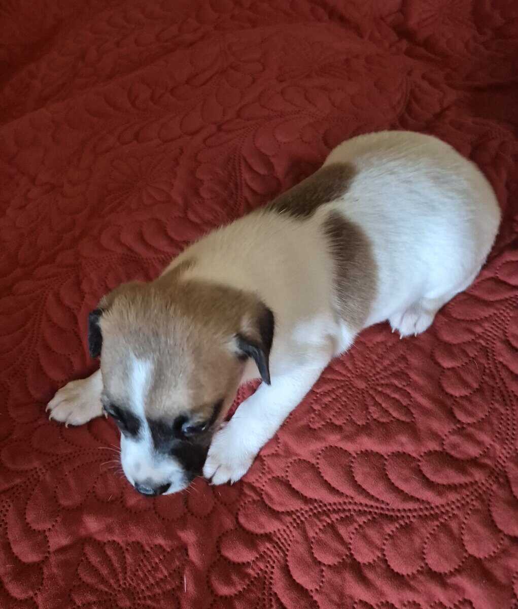 Jersey Terrier/Jackrat male puppies image 2