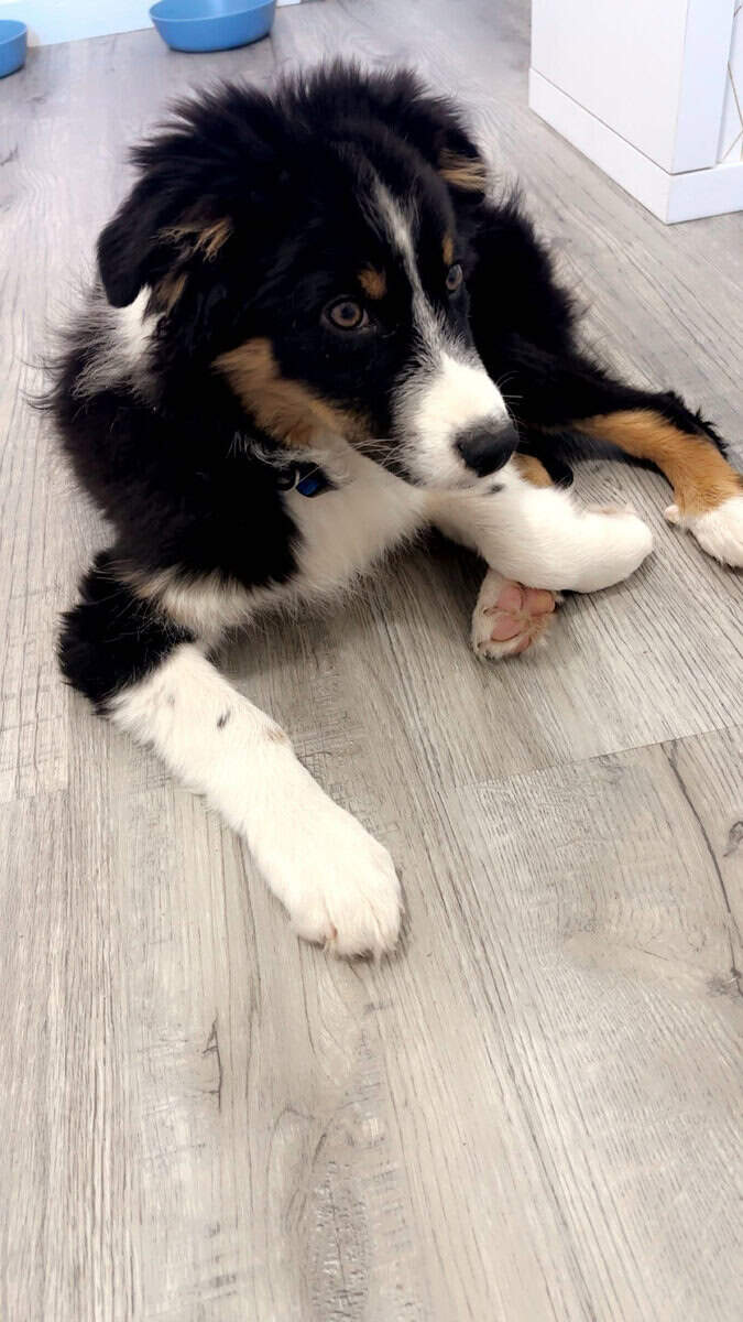 Australian Shepherd image 3