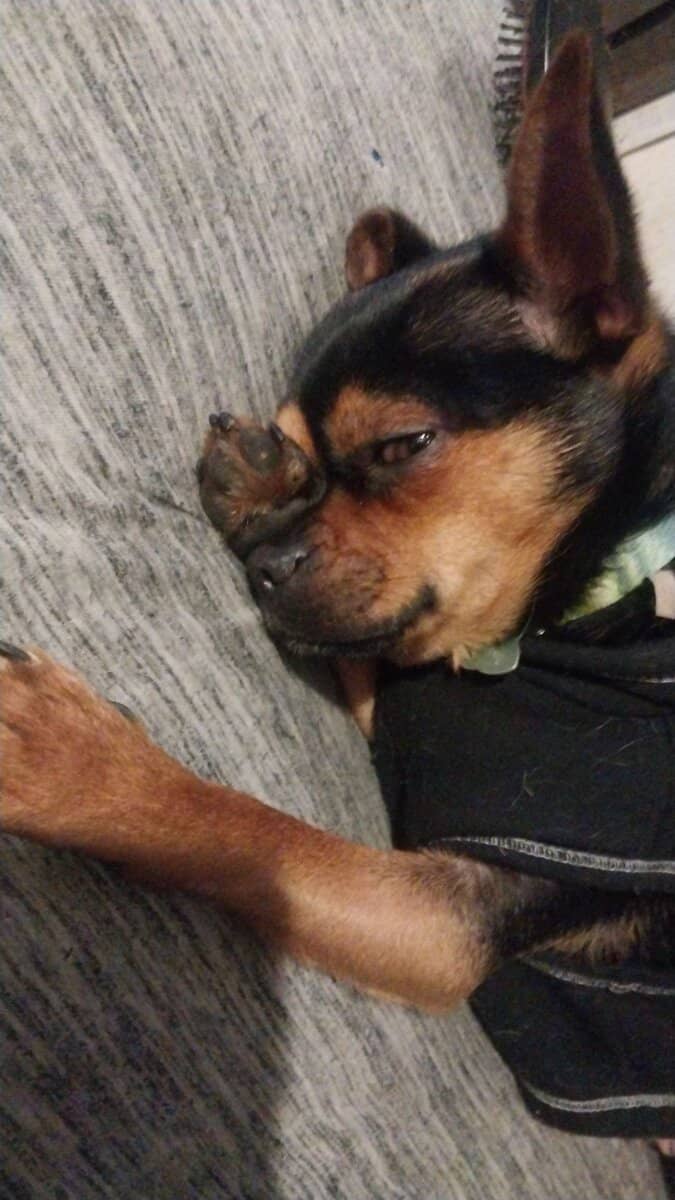 2 year old chihuahua image 4