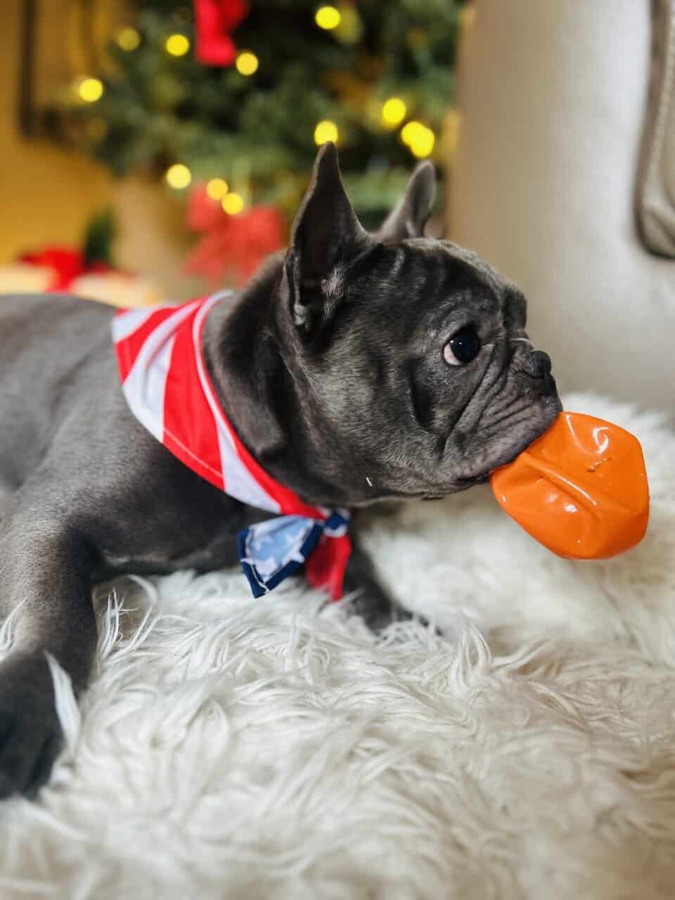 French bulldog image 4