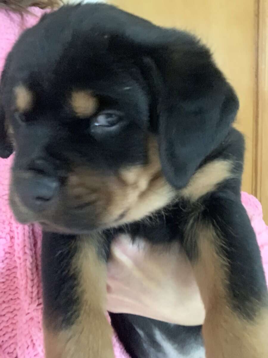 Female Rottweiler Pups image 2