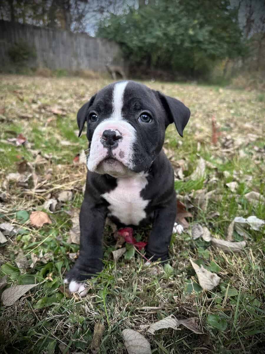 Onyx (Champion Bloodline) image 3