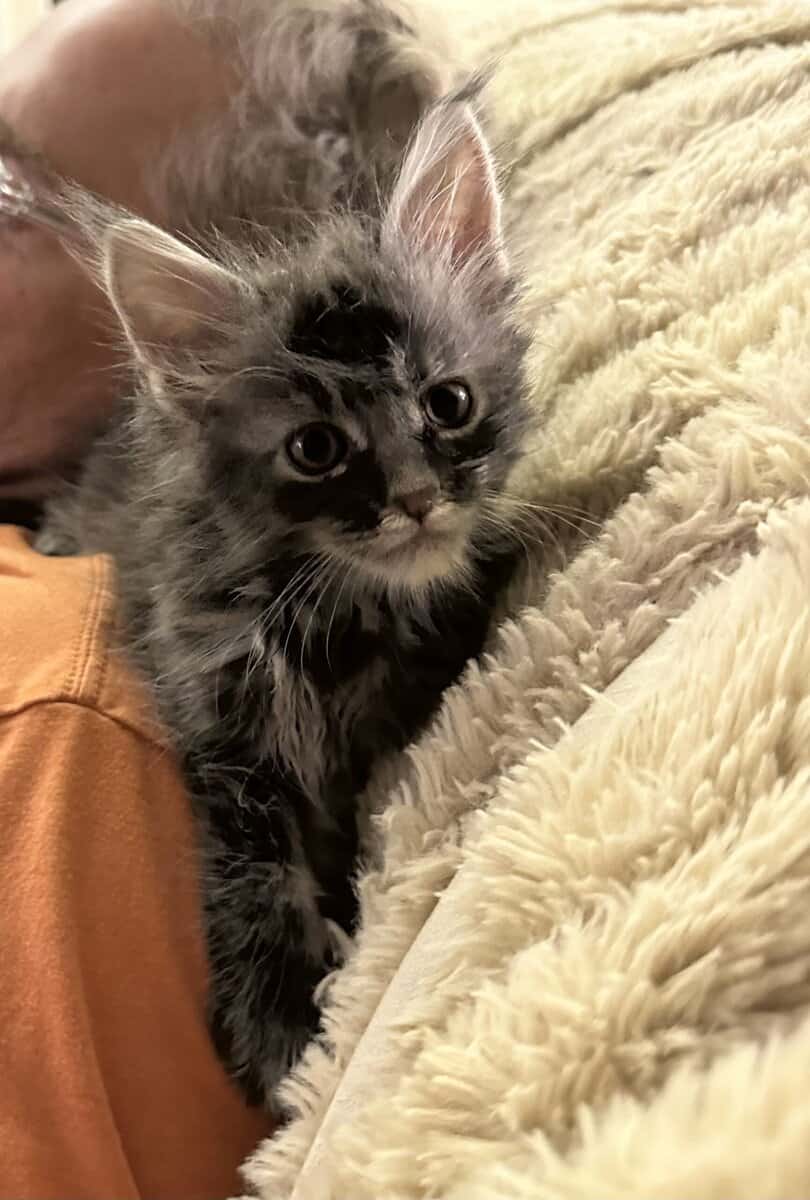 Mainecoons image 2