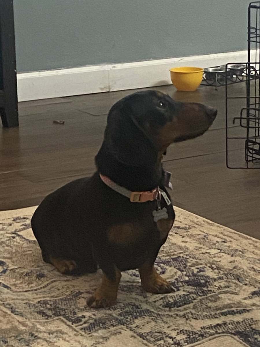 Meet Pancakes! image 2