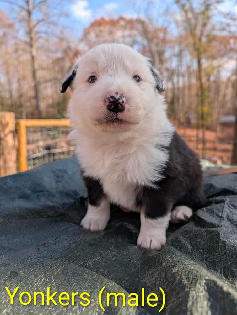 Border Collie Puppies image 3