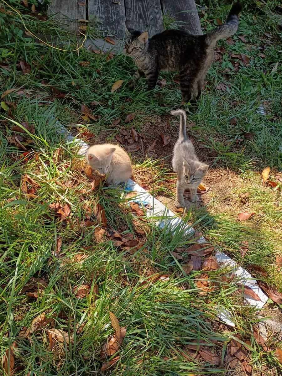 Mitten Kittens image 1