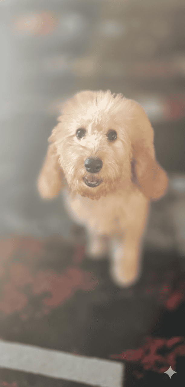 Goldendoodle Puppy image 4