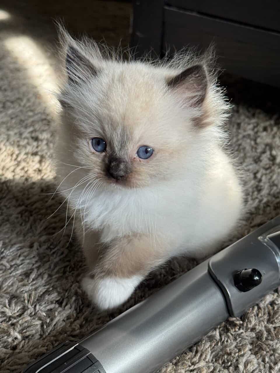 Ragdoll kittens image 7