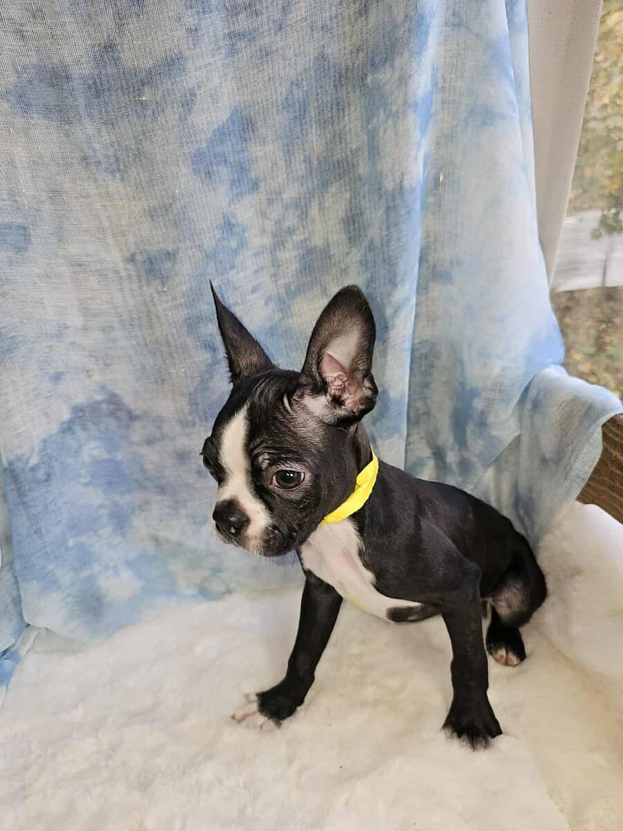 Yellow collar image 1