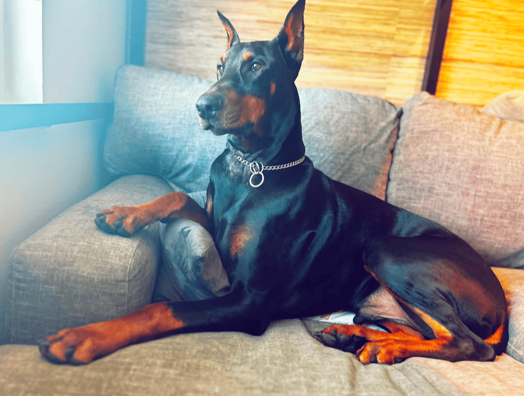 Doberman champion line image 8