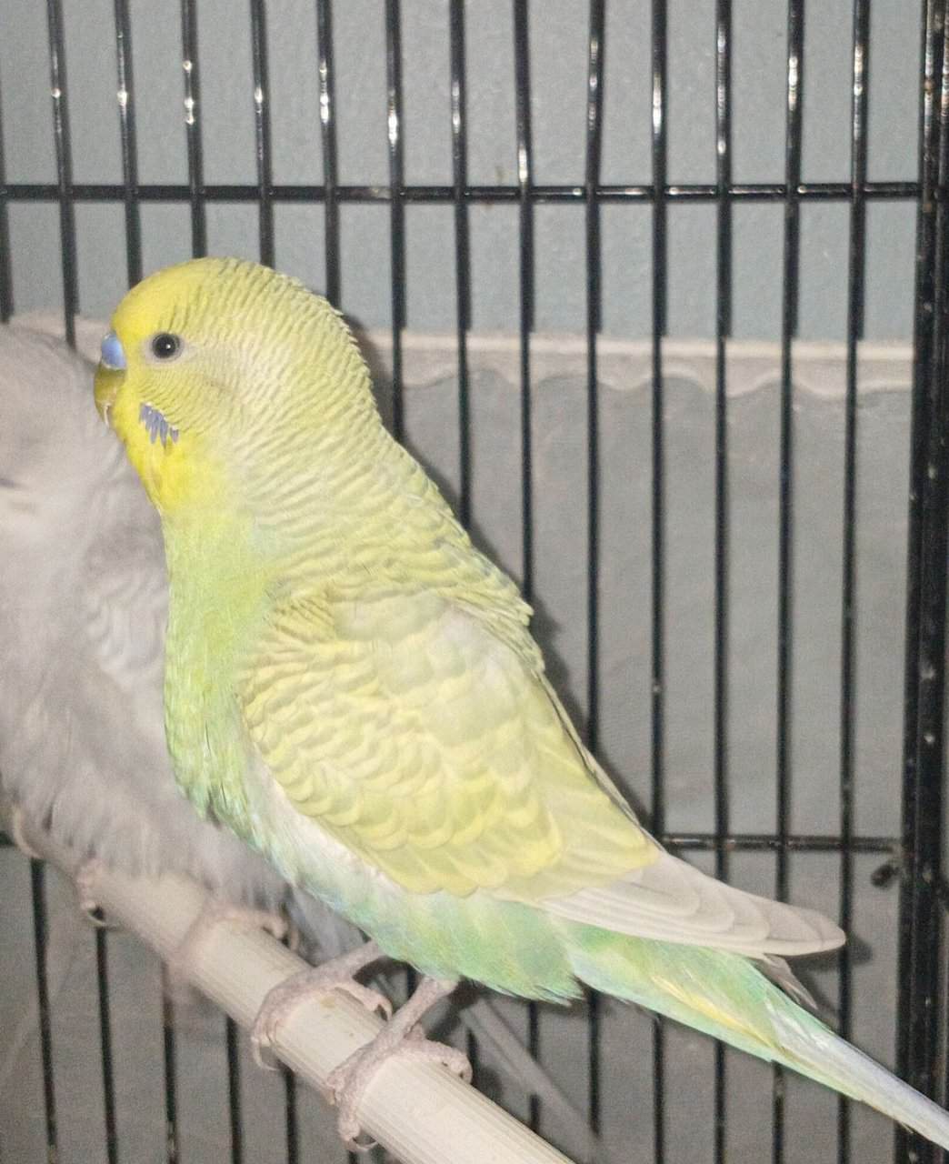 (Unavailable) Sunshine Clear wing pastel budgie ☀️ image 2