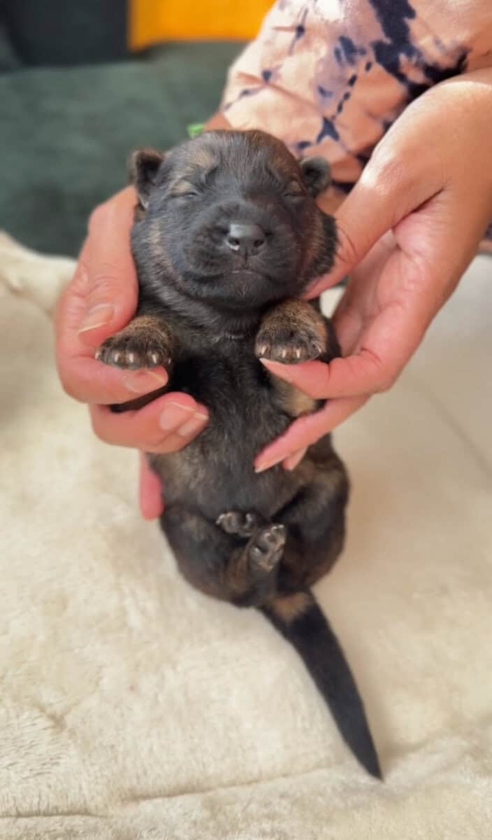 AKC Registered, Top Pedigree, Working GSD Puppies image 8