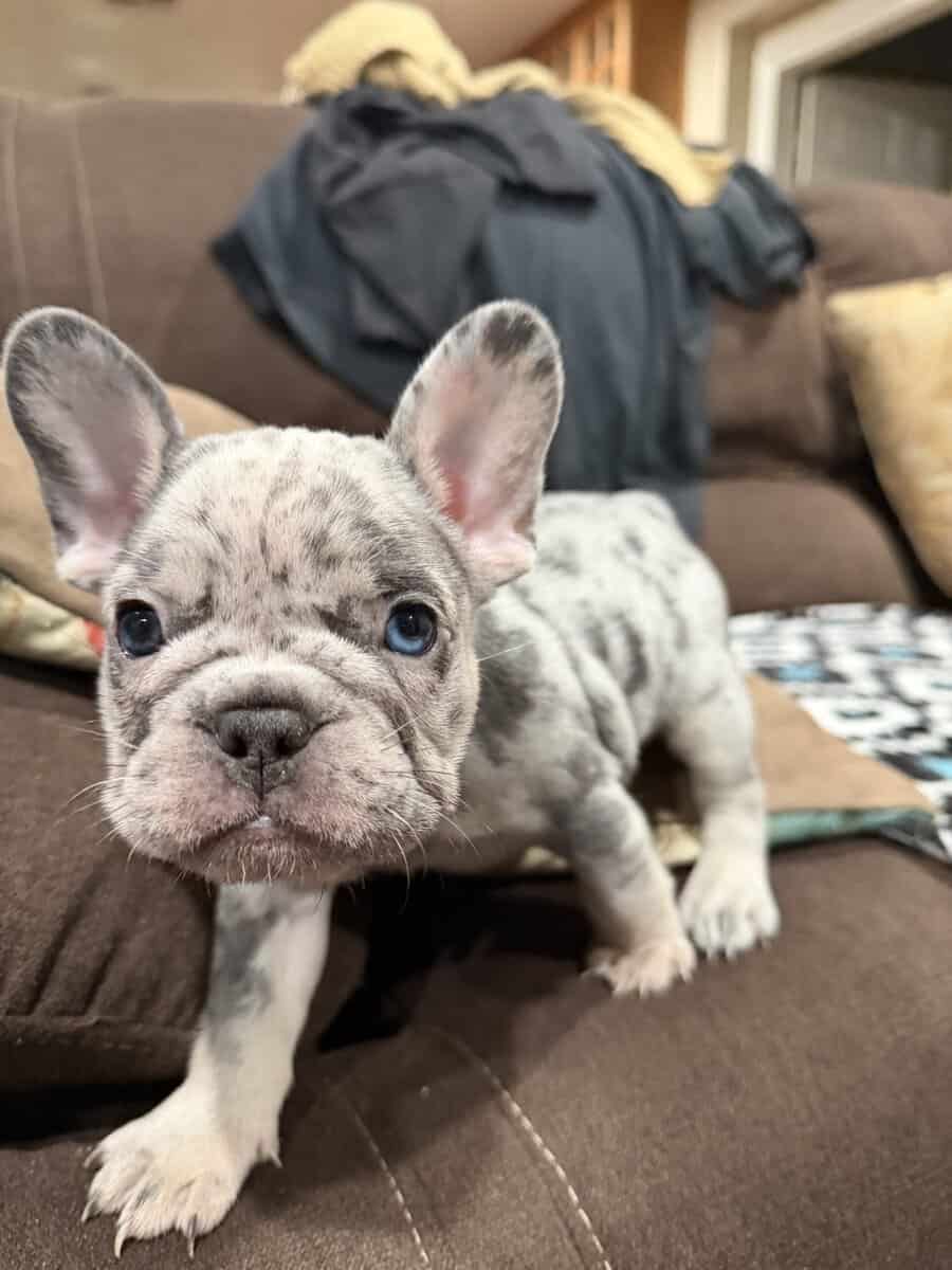 AKC French Puppys image 3
