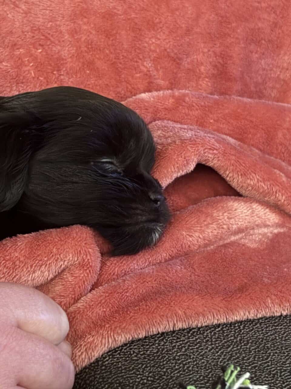 9 week old shichon image 2