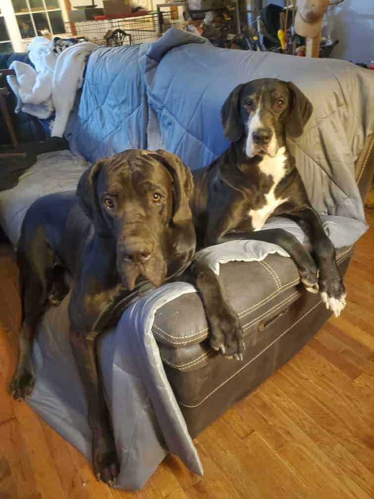 Great Dane Puppies image 9