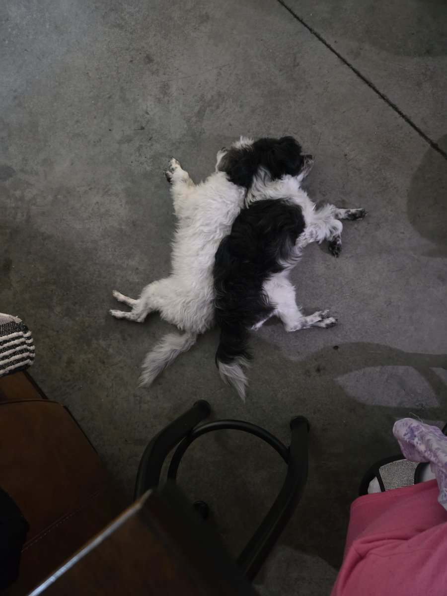 Rehoming Sisters image 1