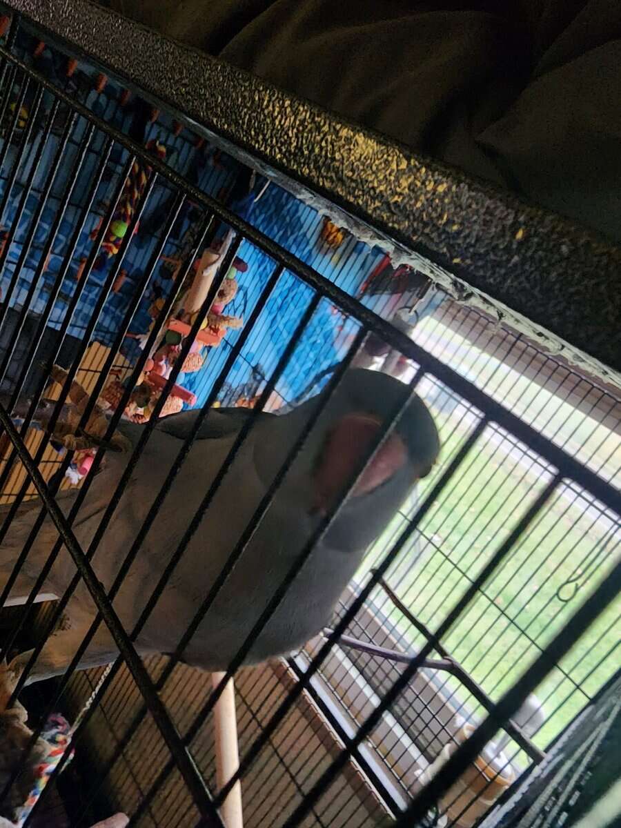 2yr old Cobalt blue indian ringneck image 12