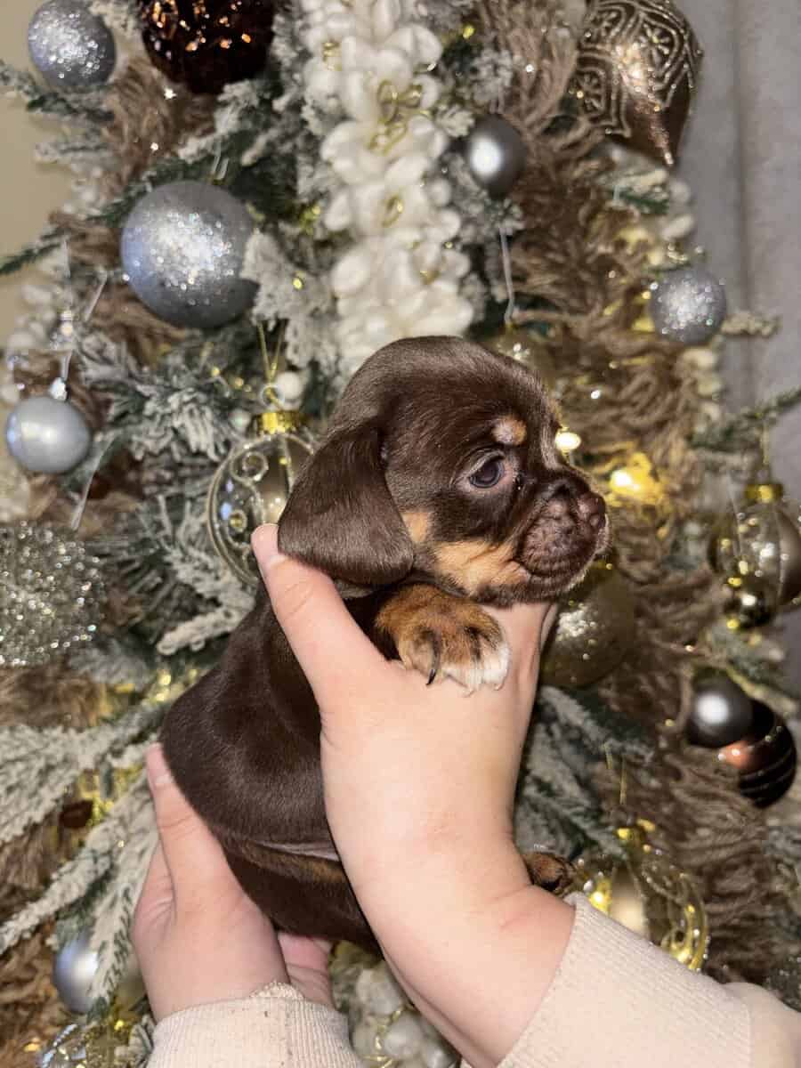 English Cocker Spaniel/French Bulldog Mix Puppies image 8