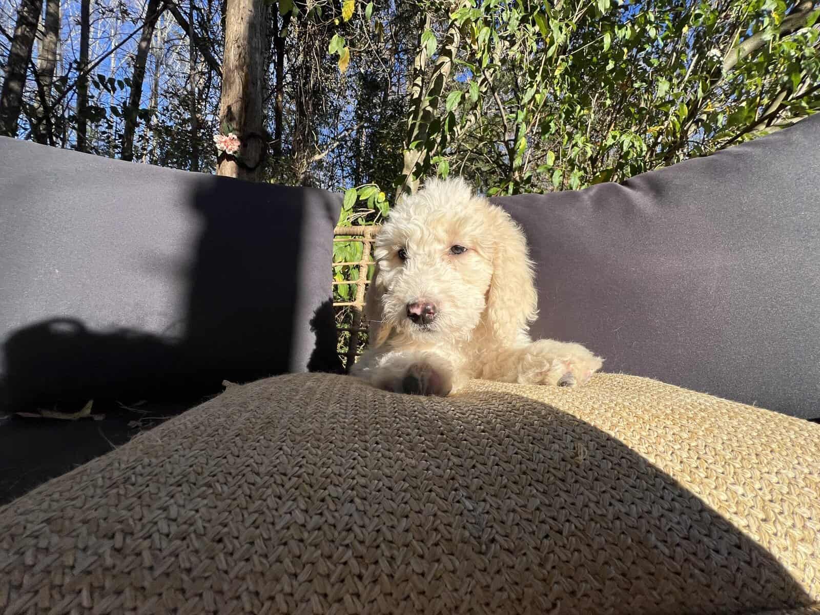 Female Goldendoodle puppy image 4