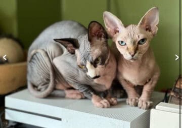 Sphynx Kittens; Cincinnati OH