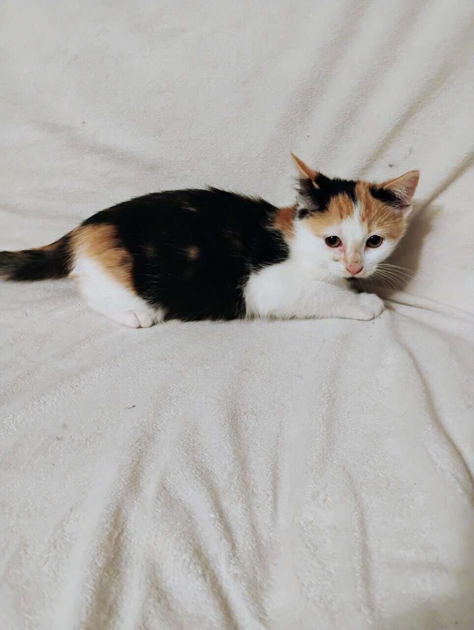 Kitten image 4
