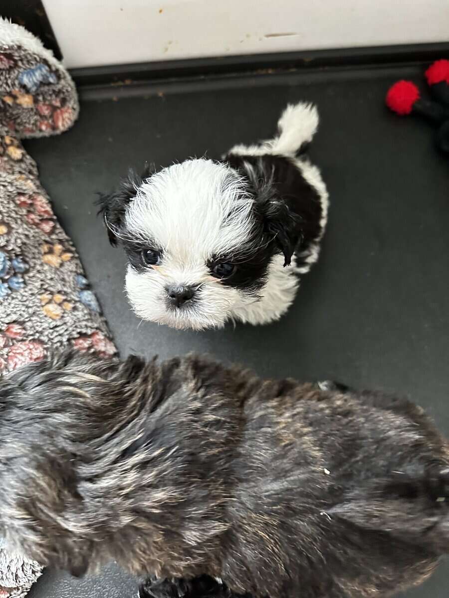 Purebred Shih Tzu image 1