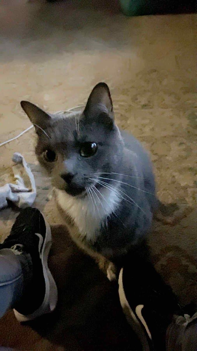 Grey and white cat - Buddha image 1