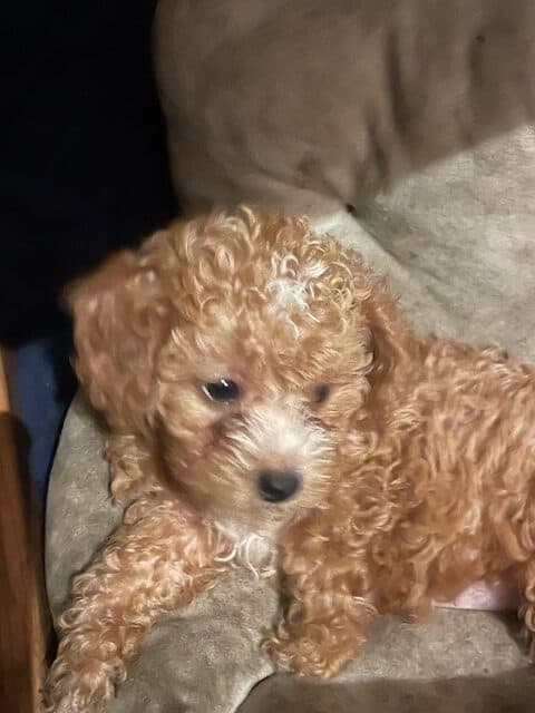 mini labradoodles image 5