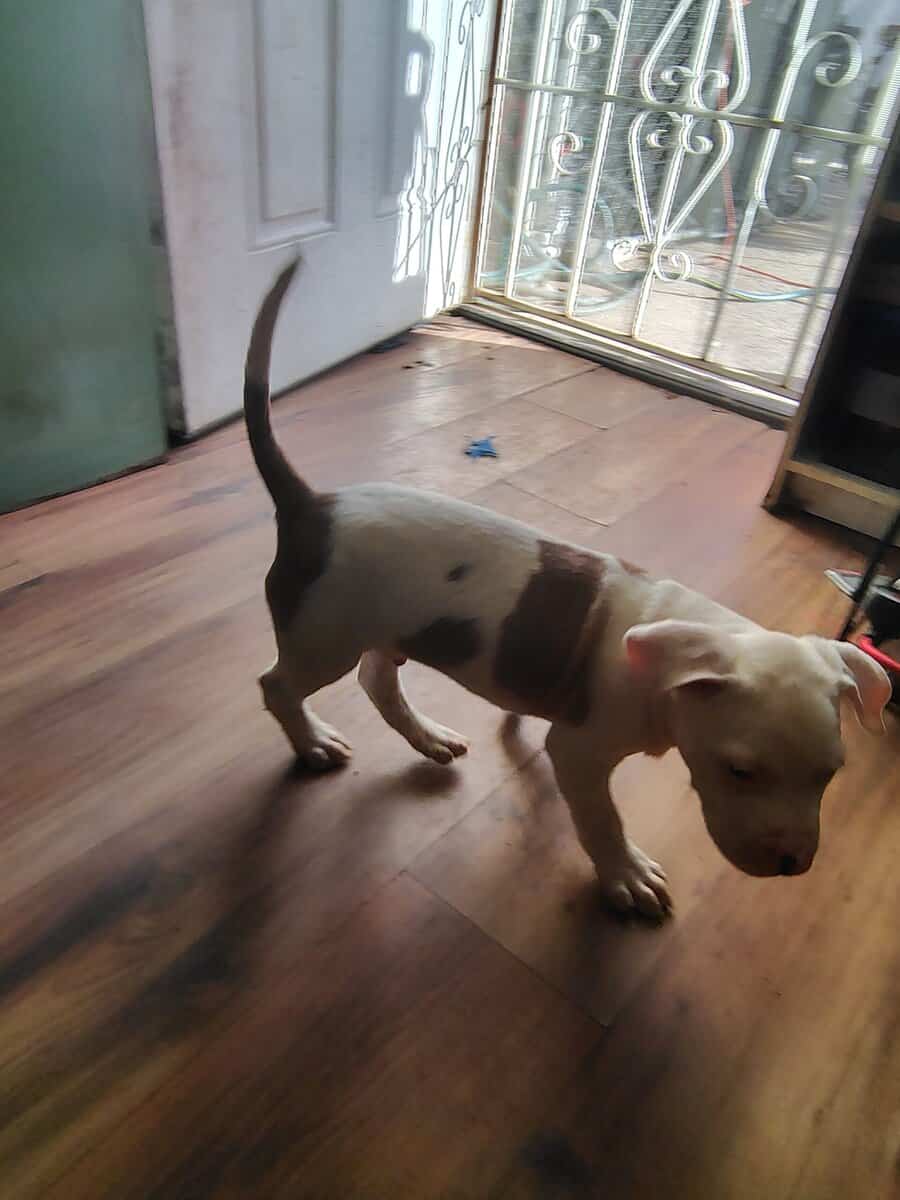 Pitbull puppies need rehoming ASAP image 7