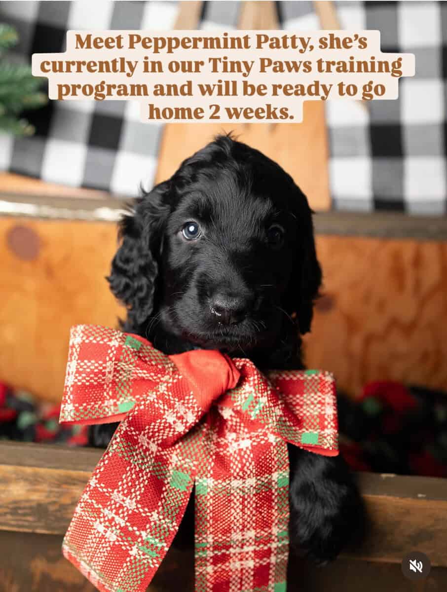 Puppy for sale image 3