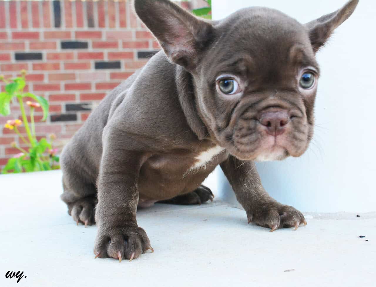 AKC Choc Rojo Frenchie image 1