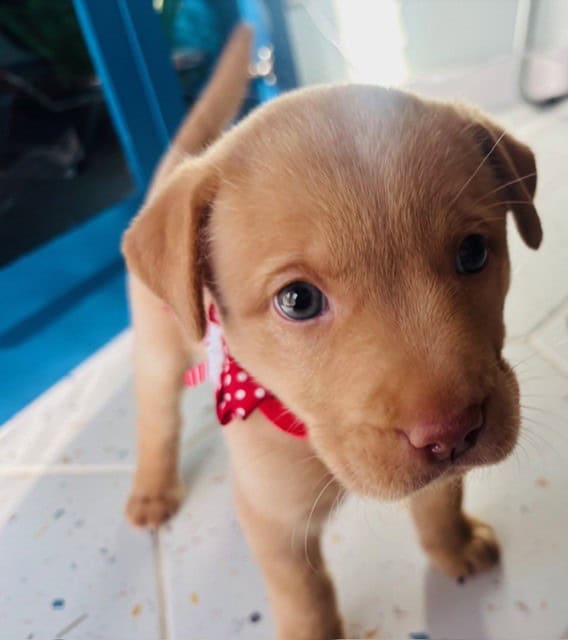 Rehoming Female Puppy image 1