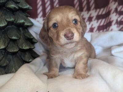 Long-haired Mini Dachshund – Buddy the Elf (Male)