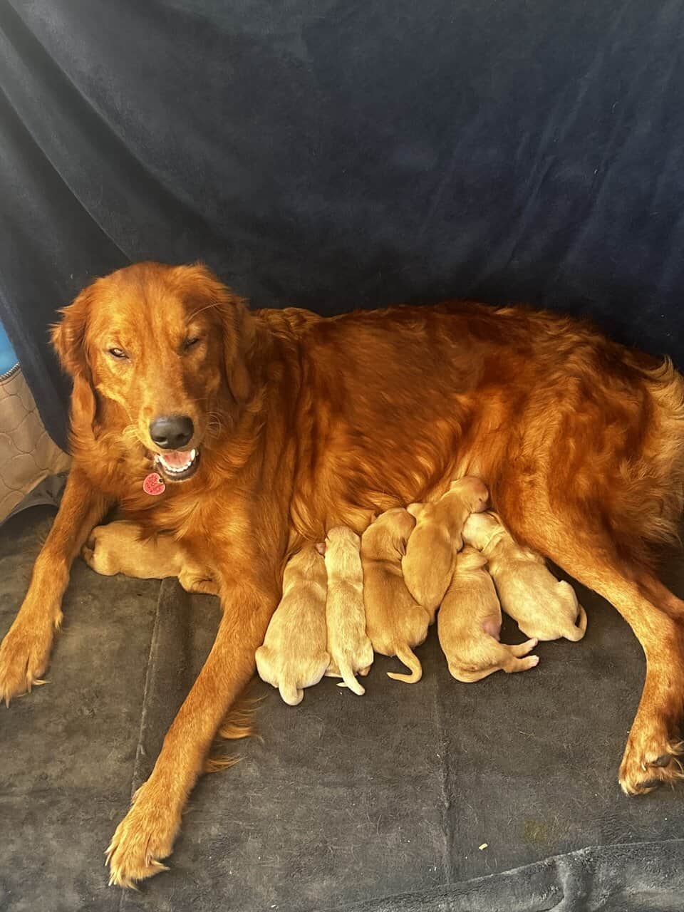 Golden Retriever puppies image 7