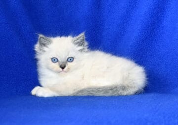 Beautiful Lilac Female Available in December