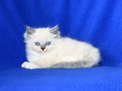 Beautiful Lilac Female Available in Decemb  ...