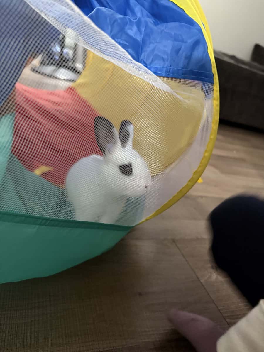 Beautiful bunny looking for a loving home image 7