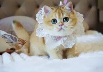 Black Golden Shell (ny12) British Shorthair Girl —